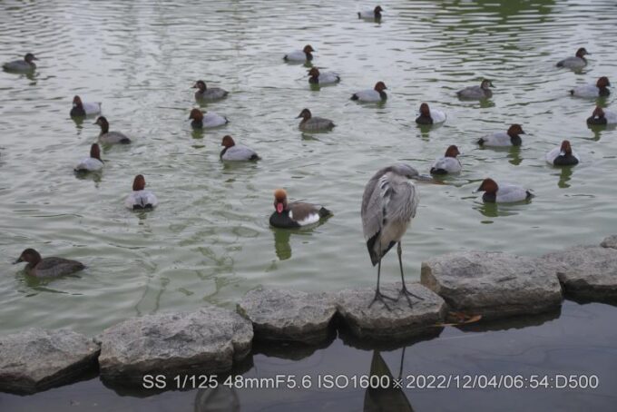 アカハシハジロ