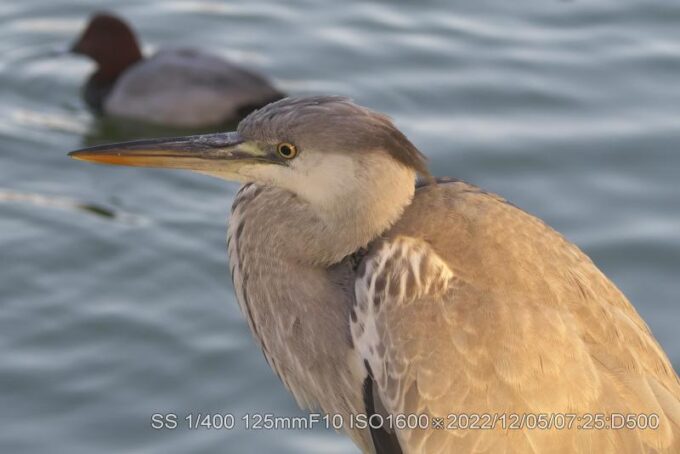 アオサギ・幼鳥