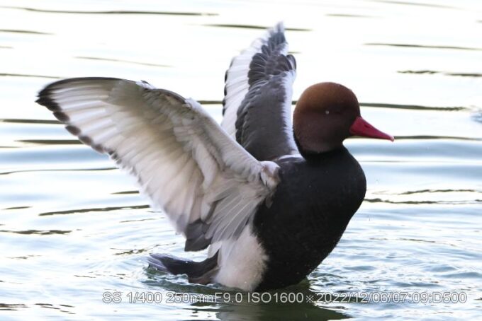 アカハシハジロ