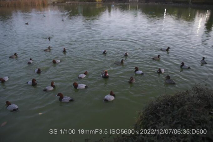 アカハシハジロ