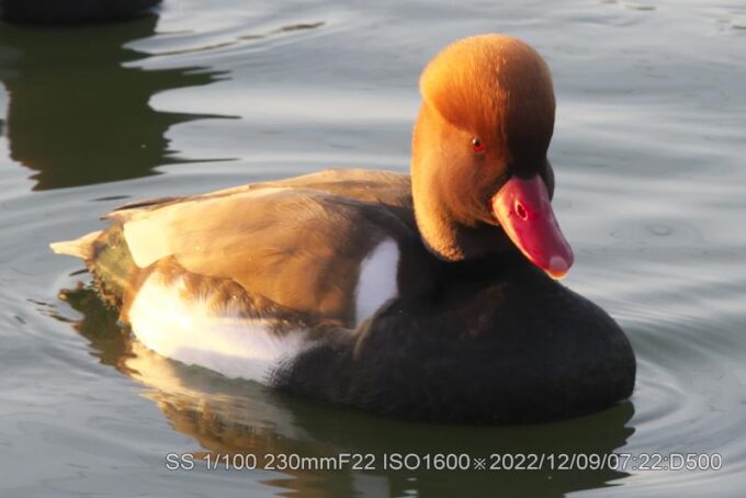 アカハシハジロ