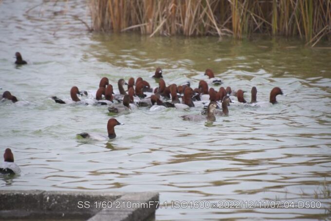 アカハシハジロ