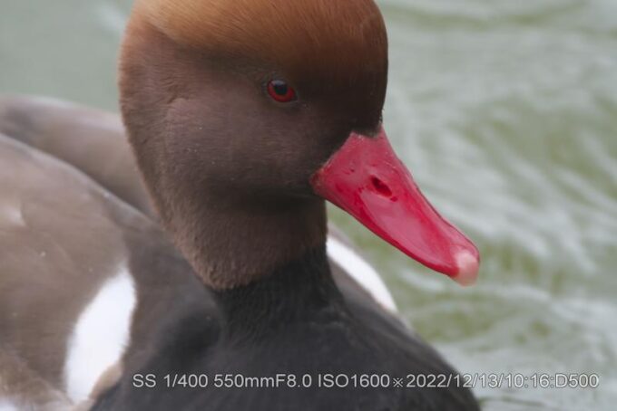 アカハシハジロ