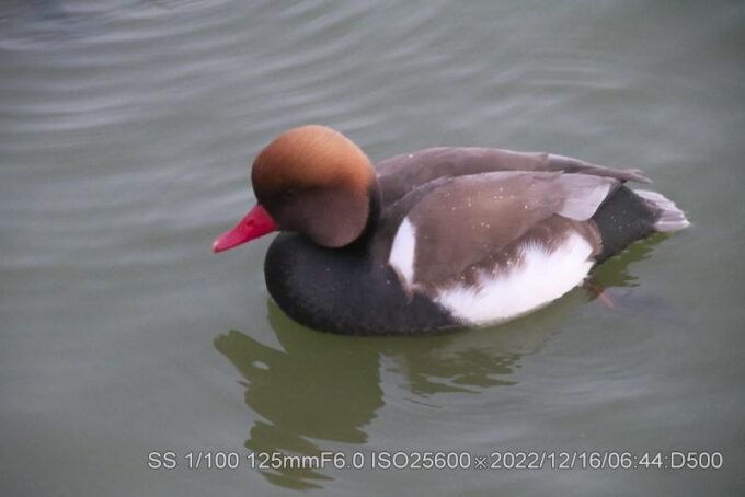 アカハシハジロ