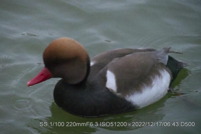 アカハシハジロ