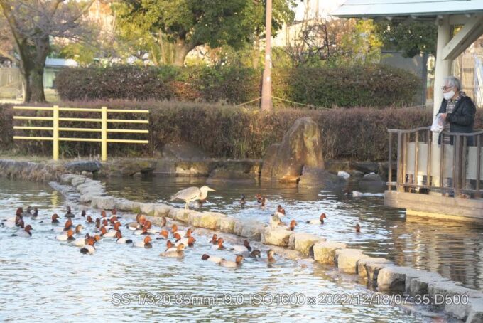 アカハシハジロ