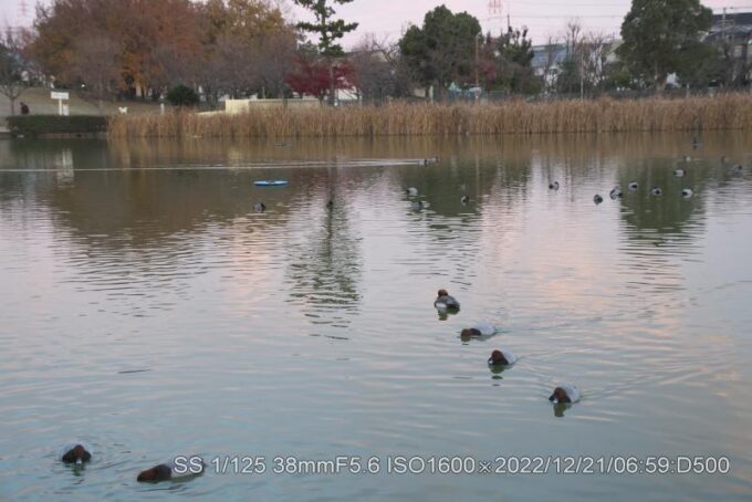 アカハシハジロ