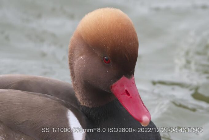 アカハシハジロ