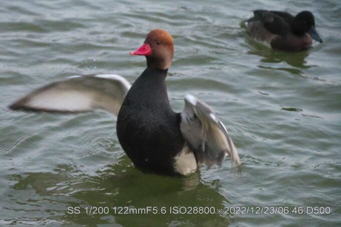 アカハシハジロ