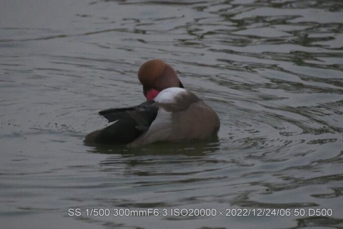 アカハシハジロ