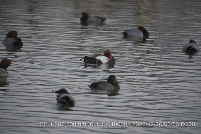 アカハシハジロ