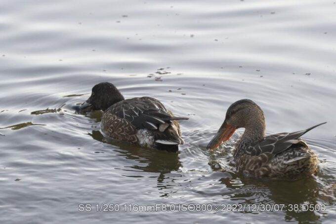 ハシビロガモ親子