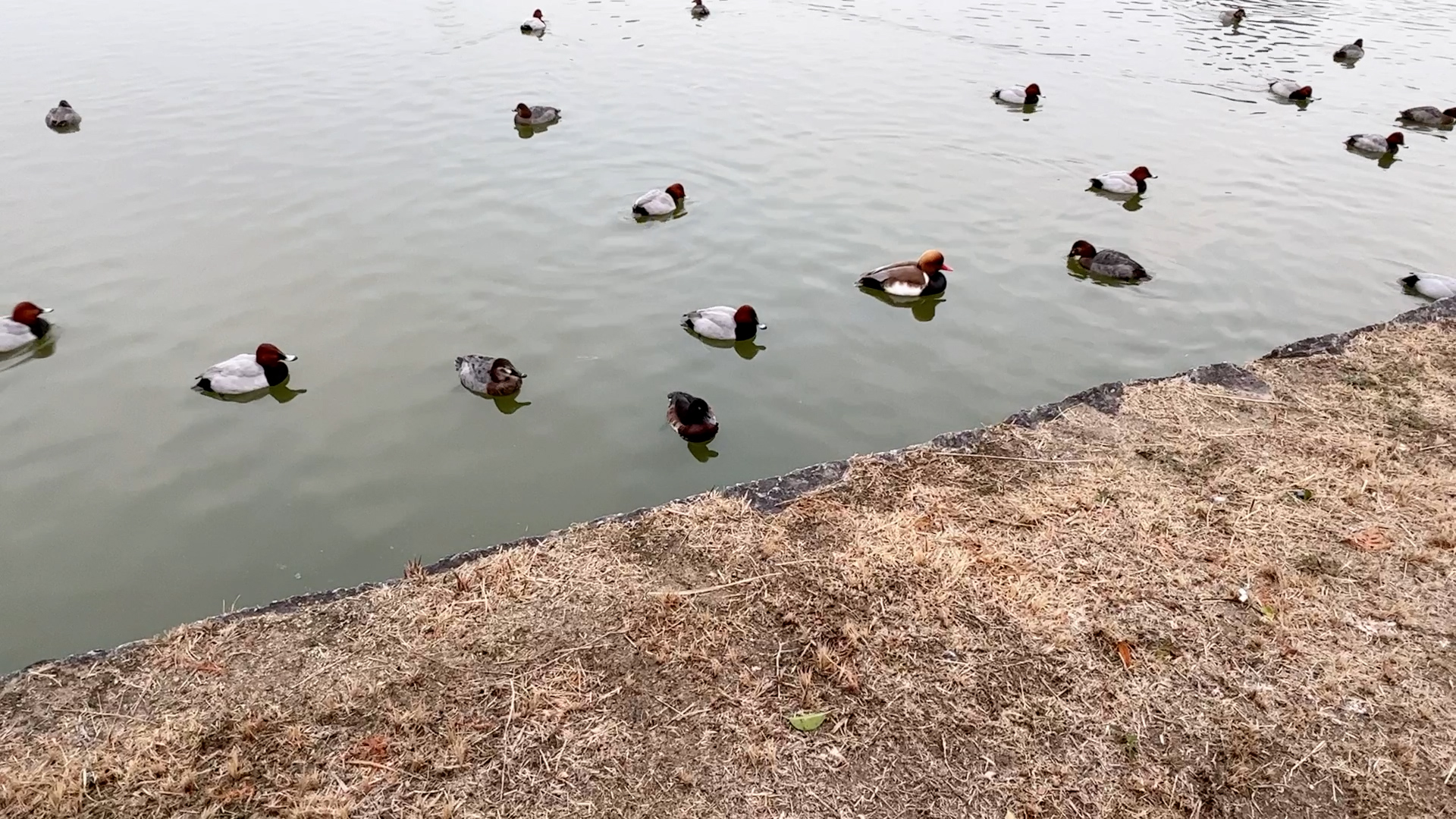 ツーショット