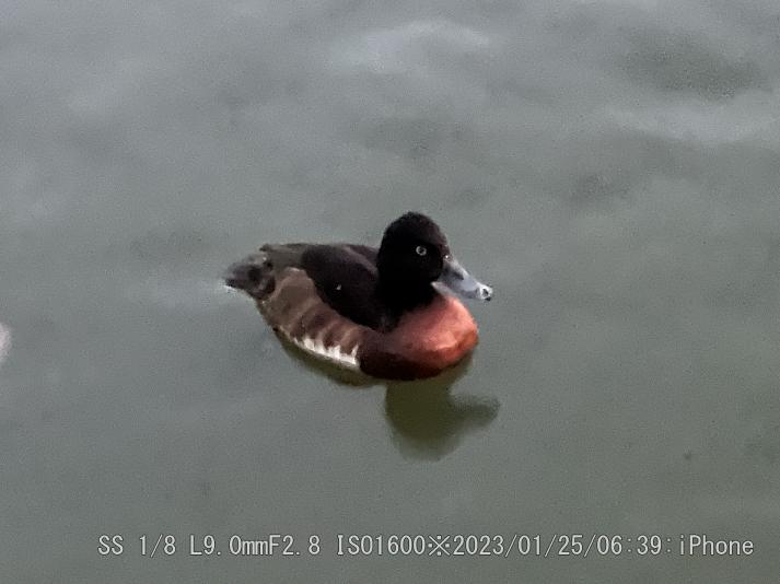 アカハジロ