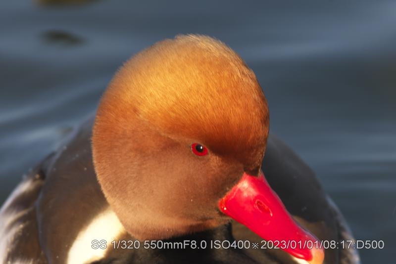 アカハシハジロ