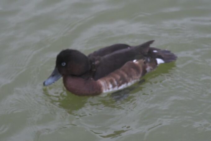 アカハシハジロ・アカハジロ