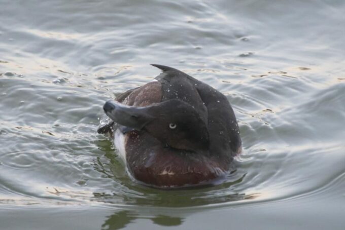 アカハシハジロ・アカハジロ