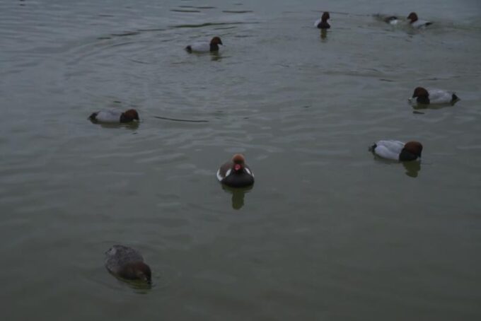 アカハシハジロ・アカハジロ