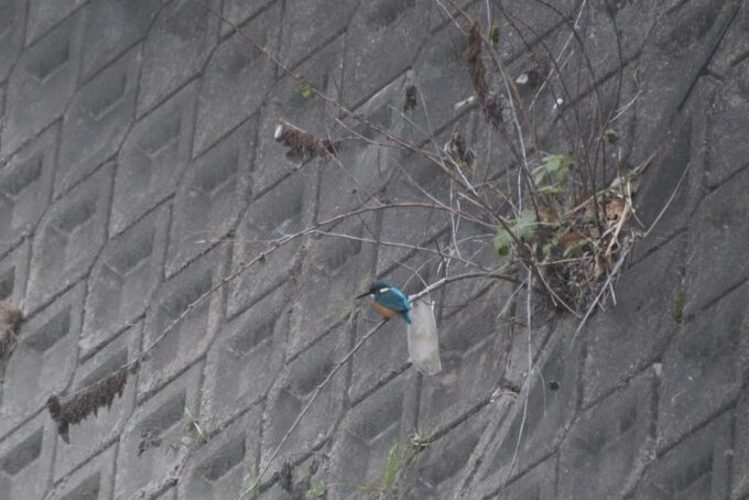 久しぶりの登場。