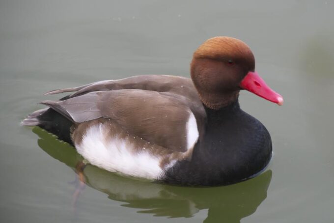 アカハシハジロ