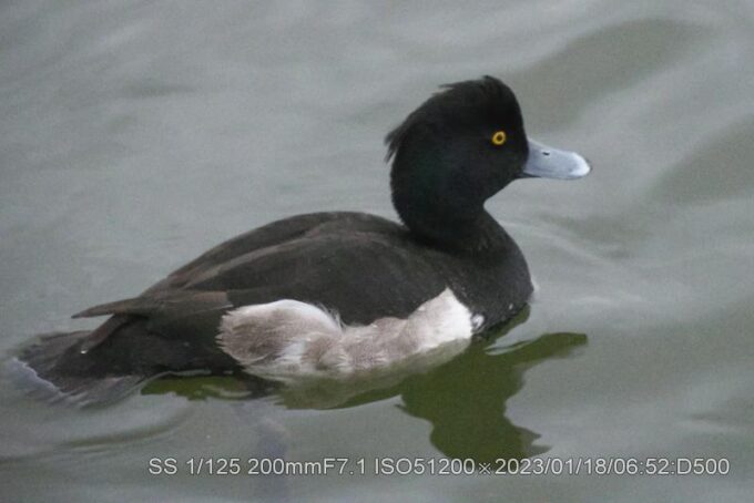 キンクロハジロ