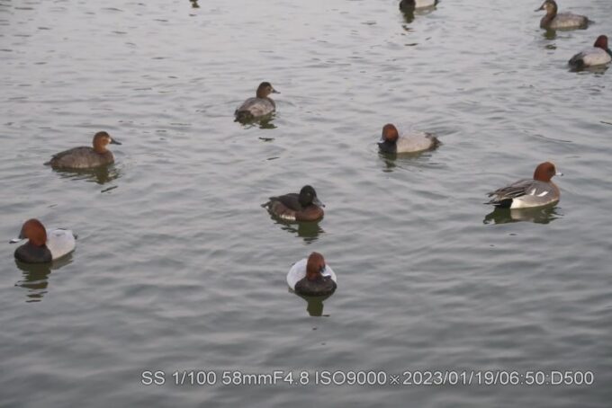 キンクロハジロは不在