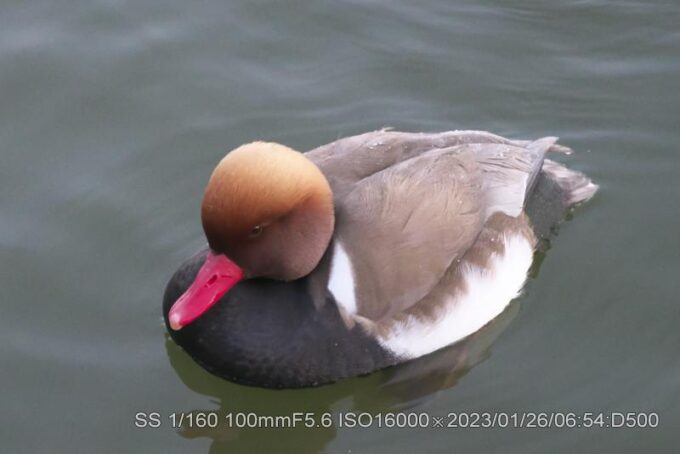 アカハシハジロ・アカハジロ