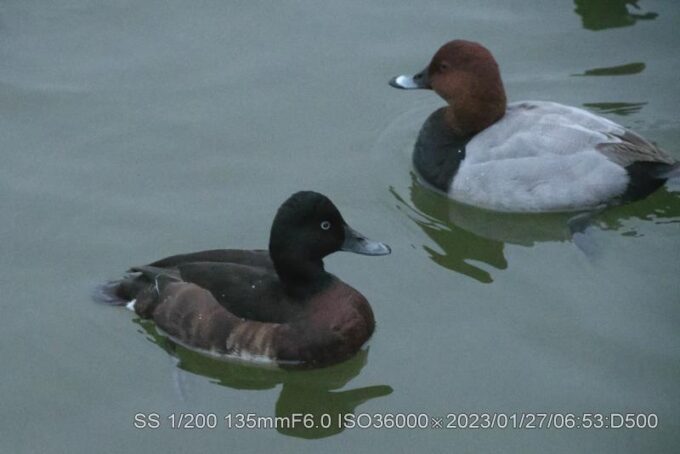 アカハシハジロ、アカハジロ
