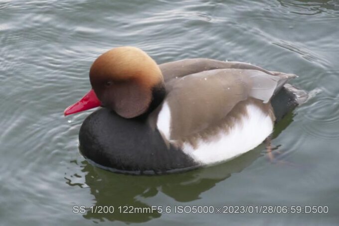 アカハシハジロ・アカハジロ