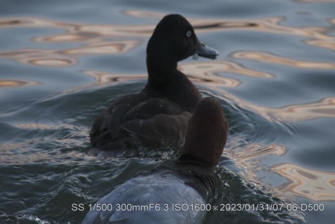 アカハシハジロ・アカハジロ