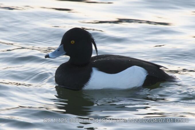 キンクロハジロ