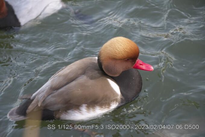 アカハシハジロ・アカハジロ