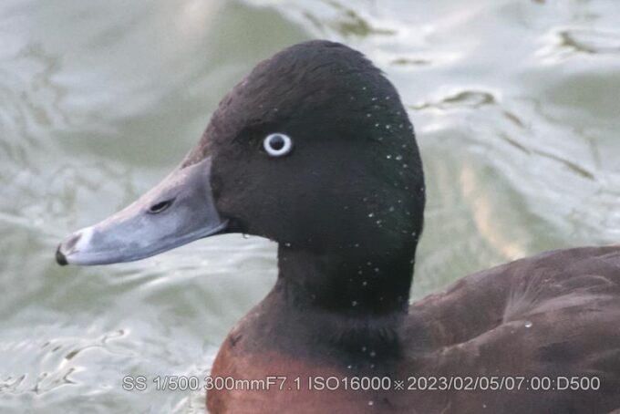 アカハジロ・アカハシハジロ・キンクロハジロ