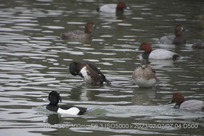 アカハシハジロ・アカハジロ・キンクロハジロ