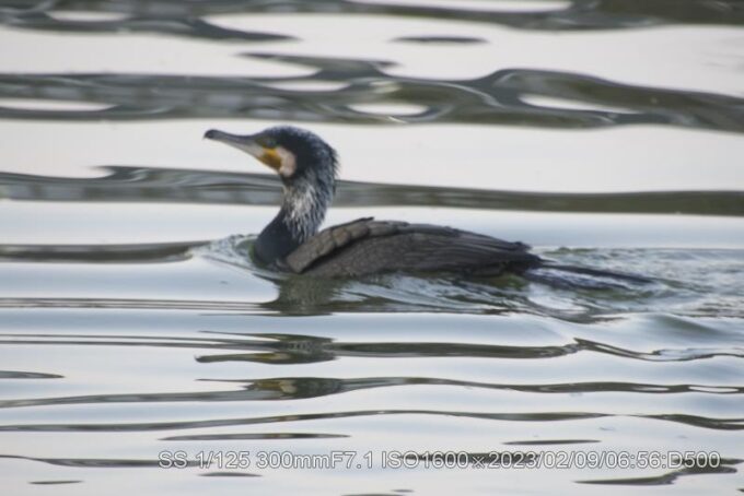 アカハジロ不在