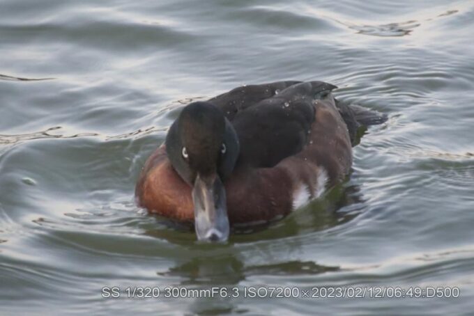 アカハシハジロ・アカハジロ・キンクロハジロ