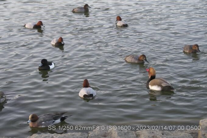 アカハシハジロ・アカハジロ・キンクロハジロ