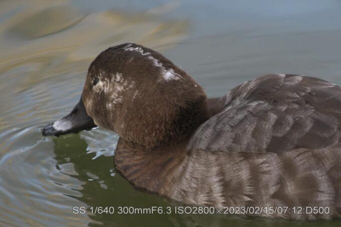 ホシハジロ・メス