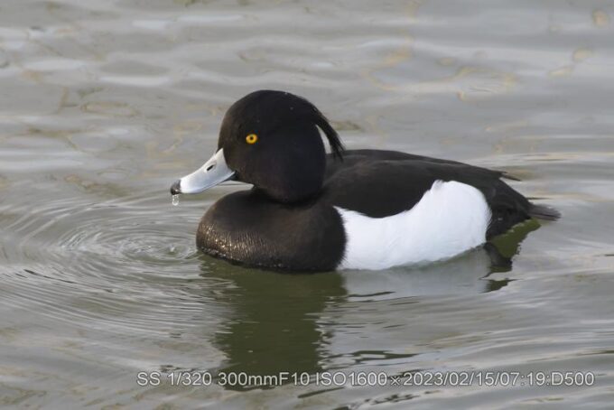 アカハジロ・アカハシハジロ・キンクロハジロ