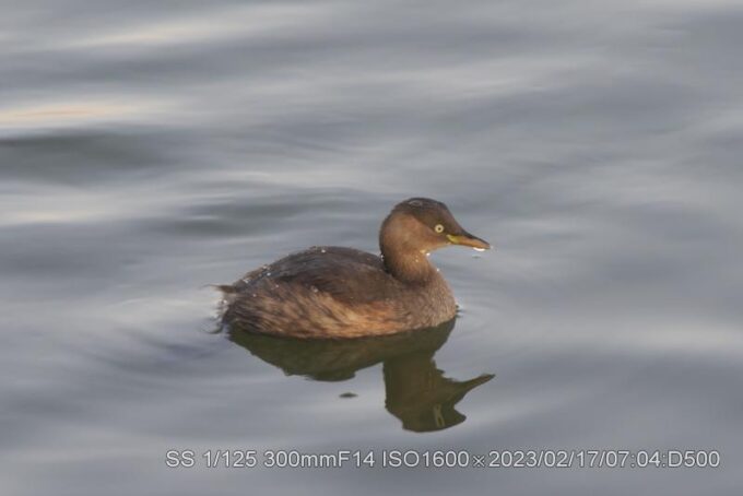 3羽＋カイツブリ