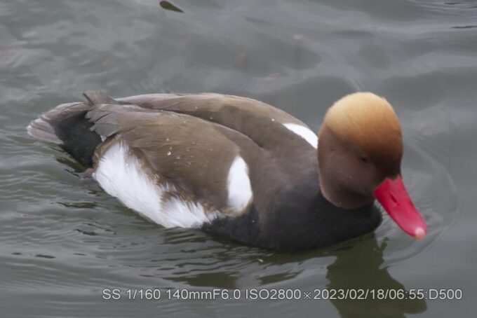 3羽＋カイツブリ