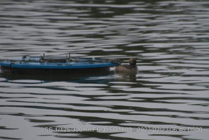 三羽＋カイツブリ
