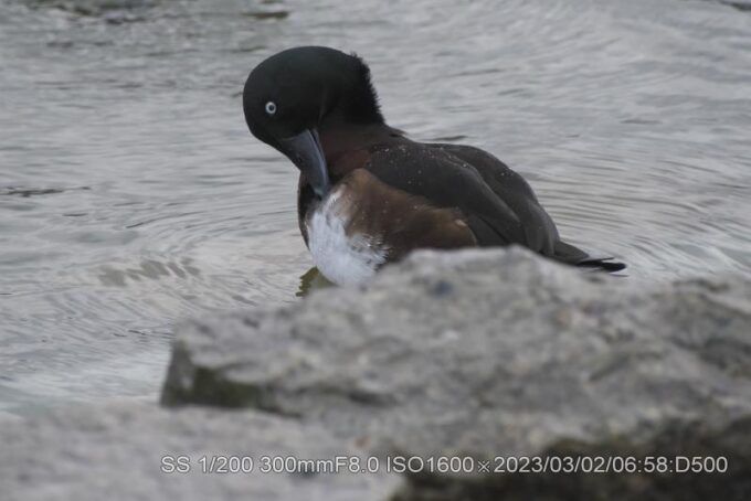 アカハジロ・アカハシハジロ・キンクロハジロ
