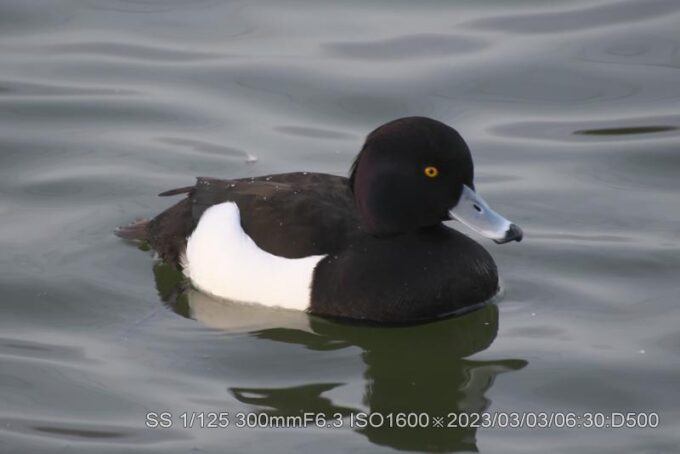 キンクロハジロ