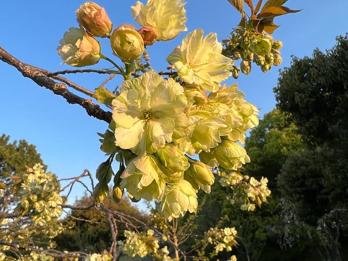 黄桜・ウコンザクラ・鬱金桜・キザクラ