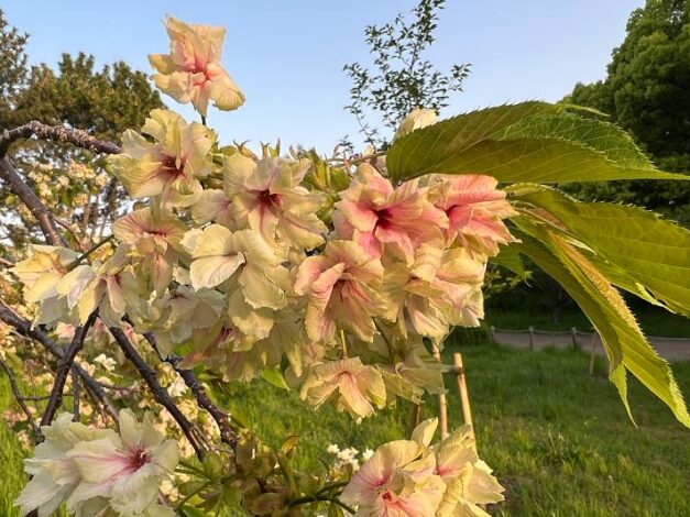 キザクラ・グラデーション