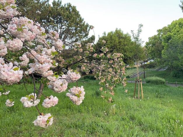 ショウゲツ＆キザクラ