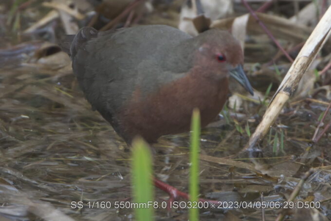 ヒクイナ・緋水鶏