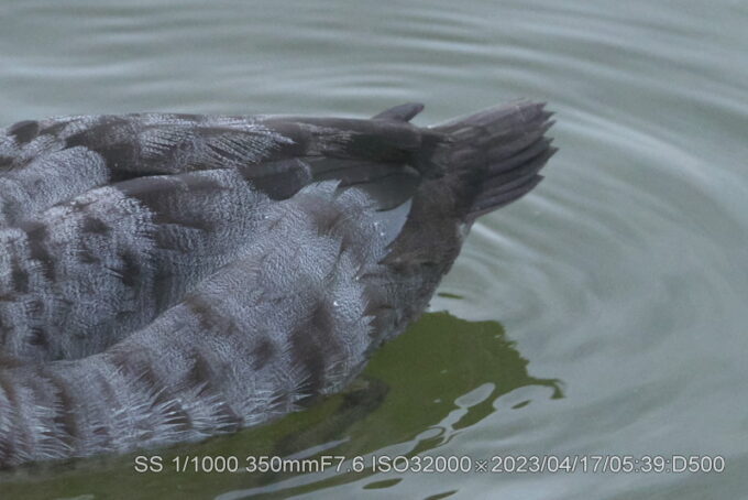 ホシハジロ・♀