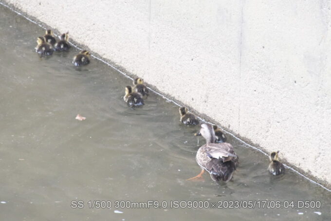 カルガモ雛9羽